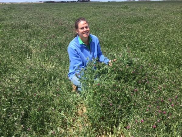 The Frenchs have used Benatas vetch to produce high protein hay as well as control grass weeds on their farm at Vite Vite near Derrinallum